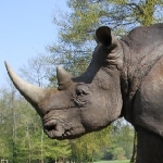 Rhinocéros — Sculpture d’un rhinocéros Artiste Frédéric BEAUDOUIN