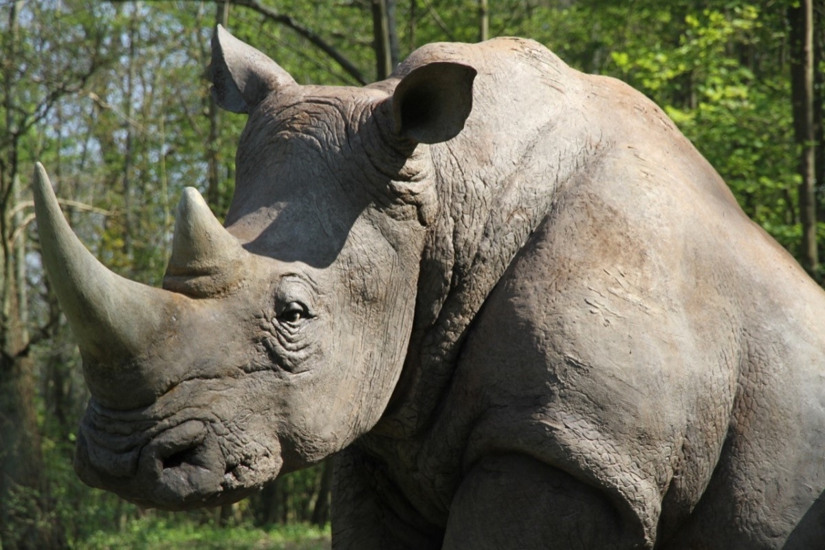 Sub-photo — Sculpture d’un rhinocéros Artiste Frédéric BEAUDOUIN